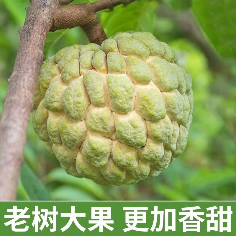 广西大目释迦果当季新鲜