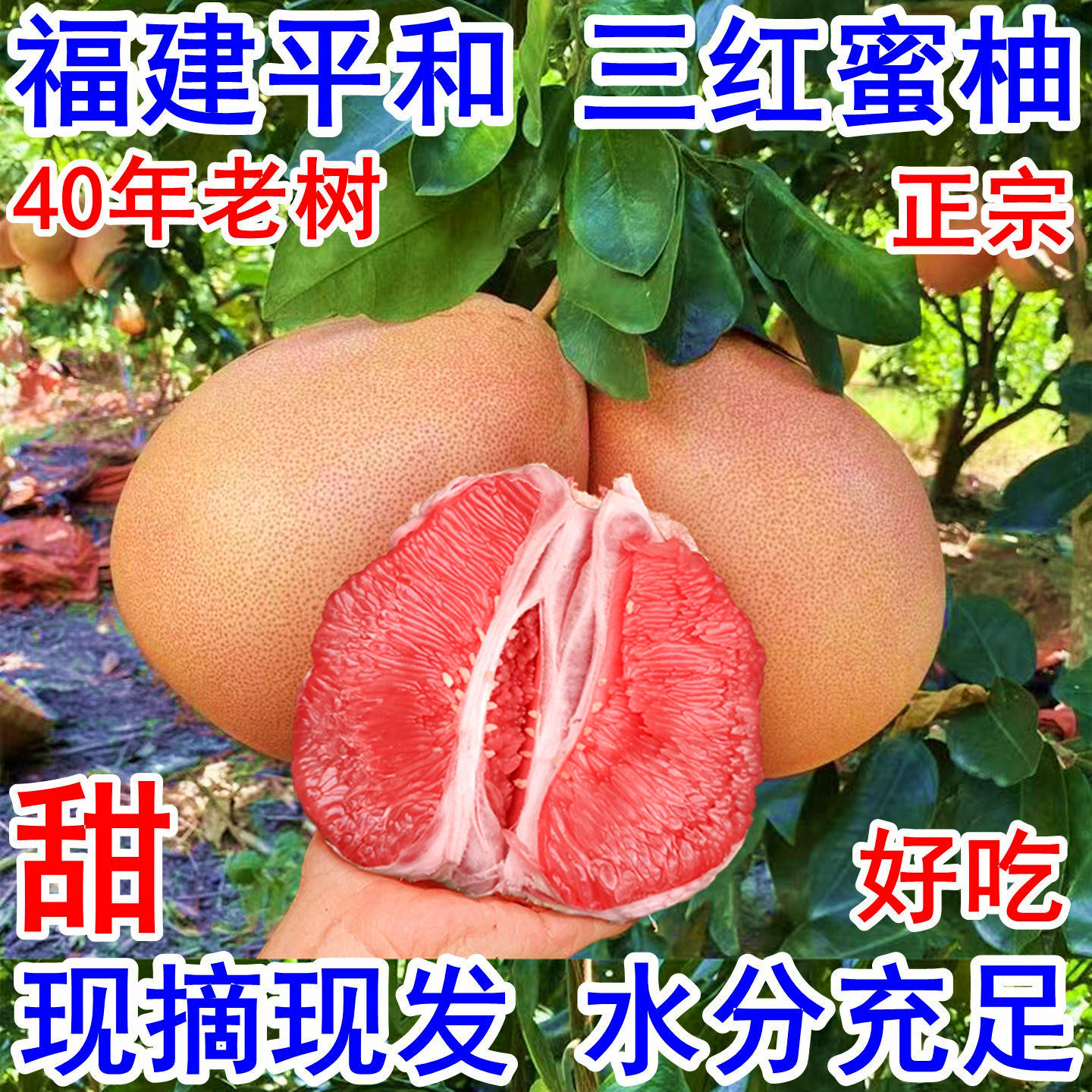 福建三红蜜柚管溪官肉密