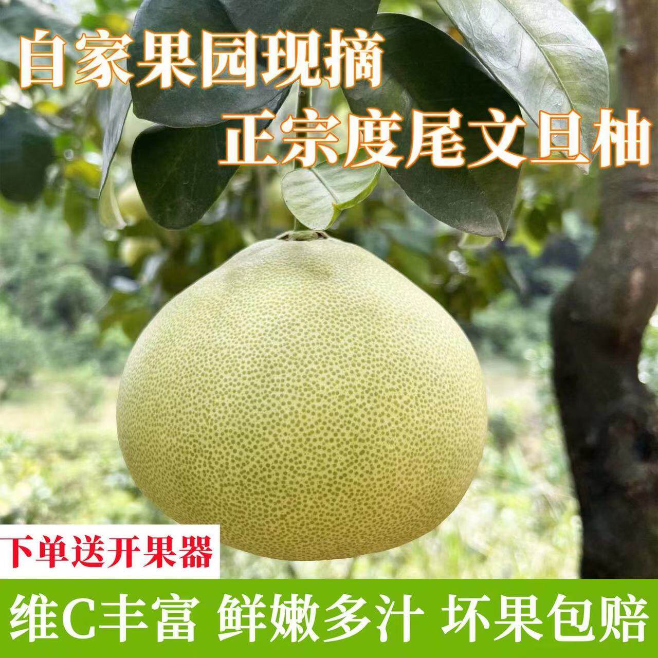 正宗度尾文旦柚仙游红心