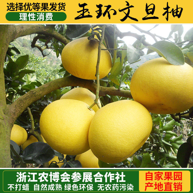 正宗玉环文旦台州楚门当