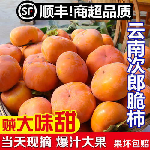 次郎云南脆柿子新鲜水果9斤