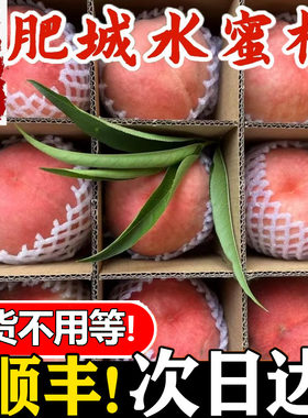 肥城水蜜桃新鲜应季现摘当季肥桃