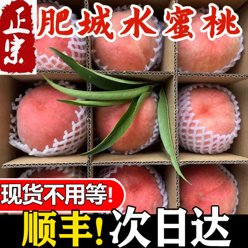 肥城水蜜桃新鲜应季现摘当季肥桃