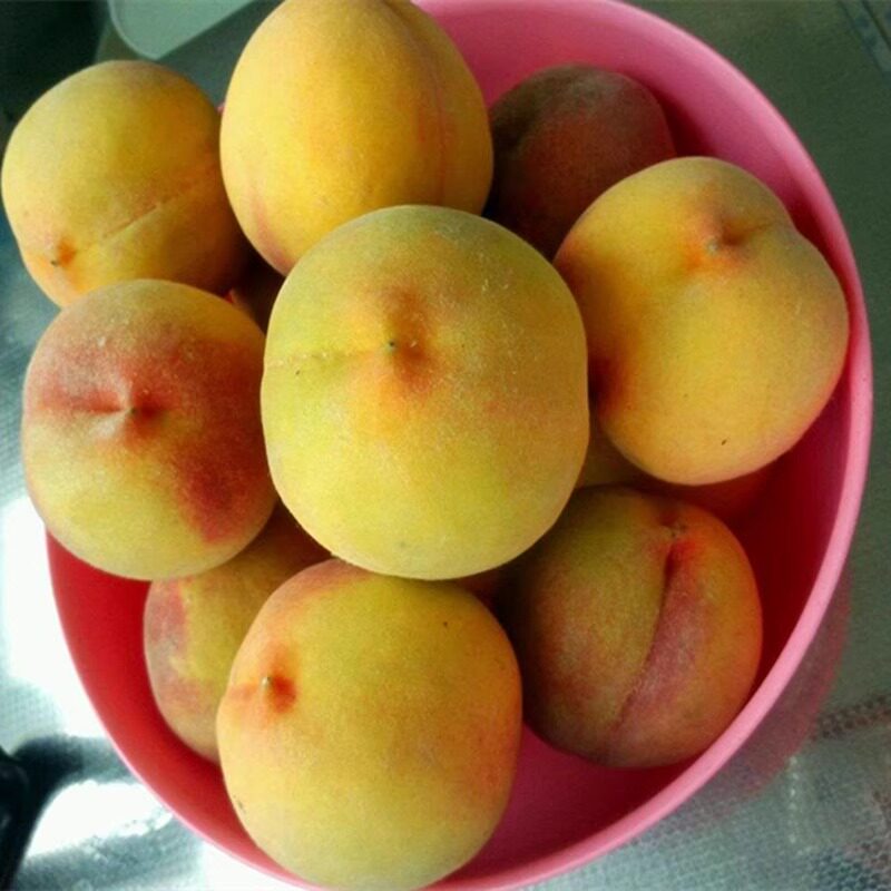 湖北锦绣黄桃新鲜香甜桃