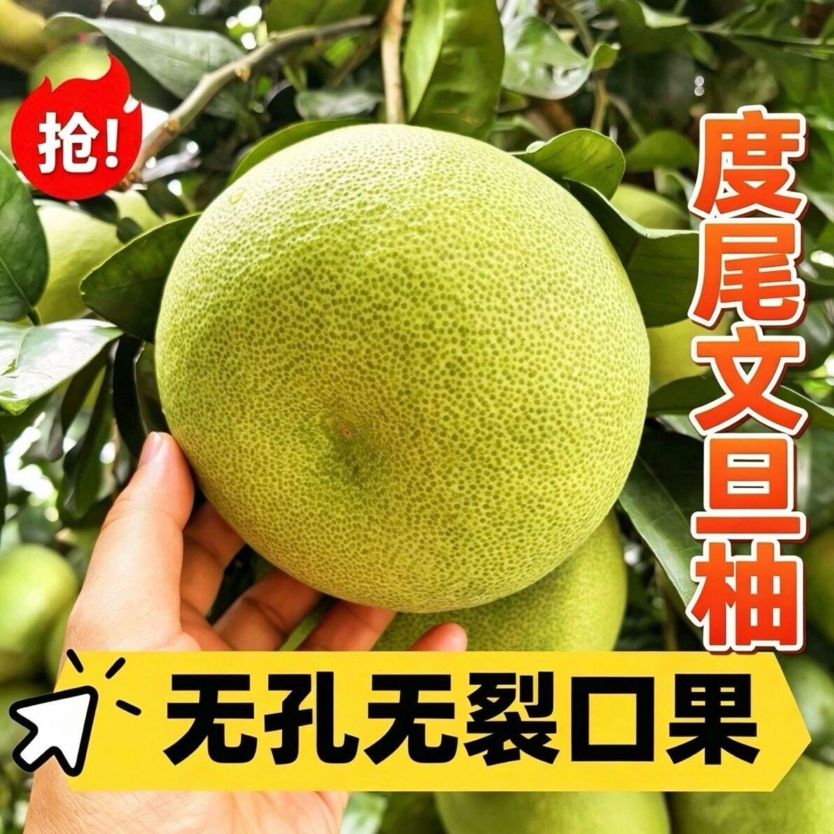正宗福建仙游度尾文旦柚