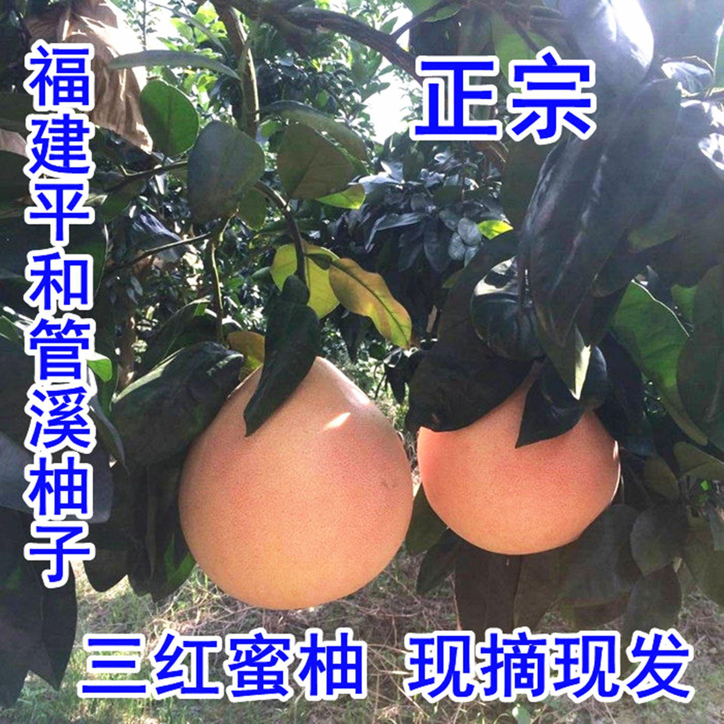 福建三红蜜柚管溪正宗官