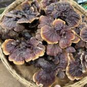 西藏野生灵芝正品 野生赤芝干货西藏灵芝野生整枝高海拔白心白肉