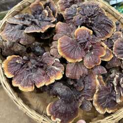 西藏野生灵芝正品野生赤芝干货西藏灵芝野生整枝高海拔白心白肉