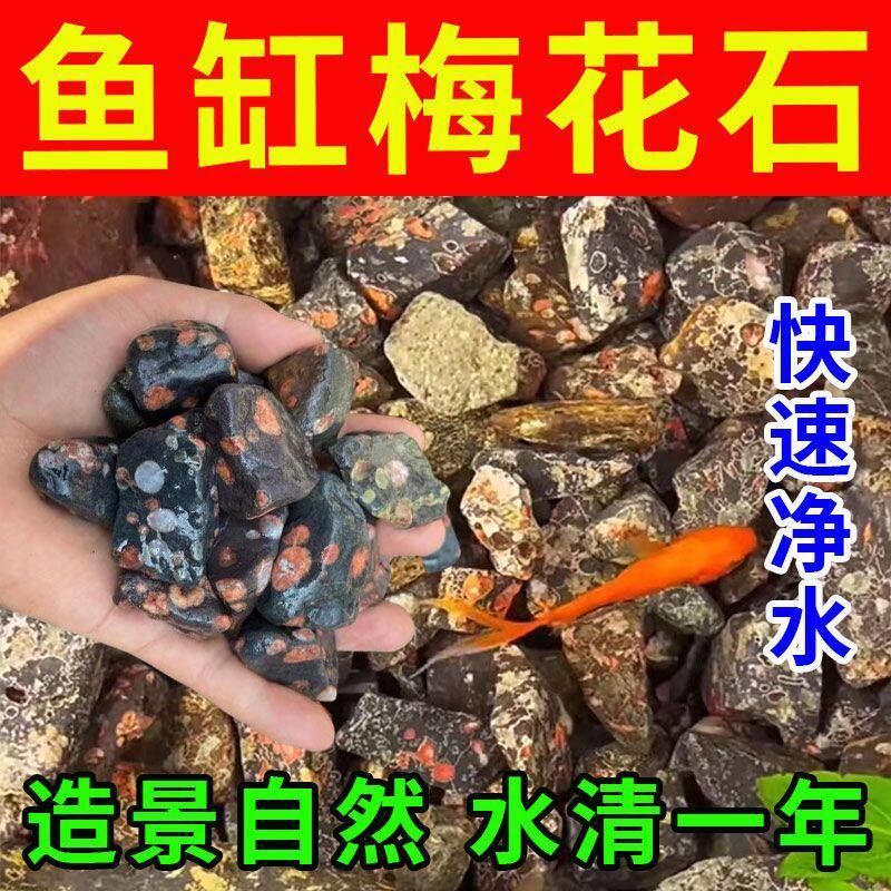 鱼缸硝化细菌梅花石去除腥味水质净化空气缸分解鱼粪滤材用品培菌