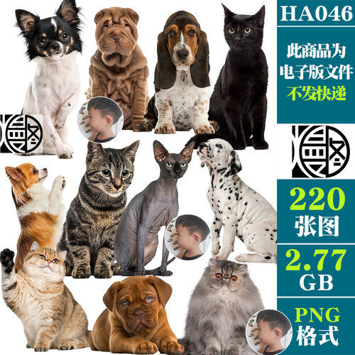 高清宠物狗猫咪真实动物摄影免扣PNG免抠图片设计合成用PS素材