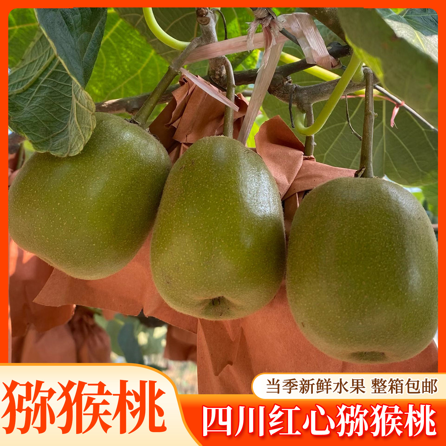 四川红心猕猴桃奇异果新鲜应当季新鲜水果弥猴桃孕妇现摘整箱包邮
