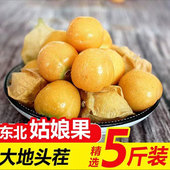 东北菇娘果皮薄肉厚灯笼果当季 自然成熟黄洋姑娘香甜黄菇娘果新鲜