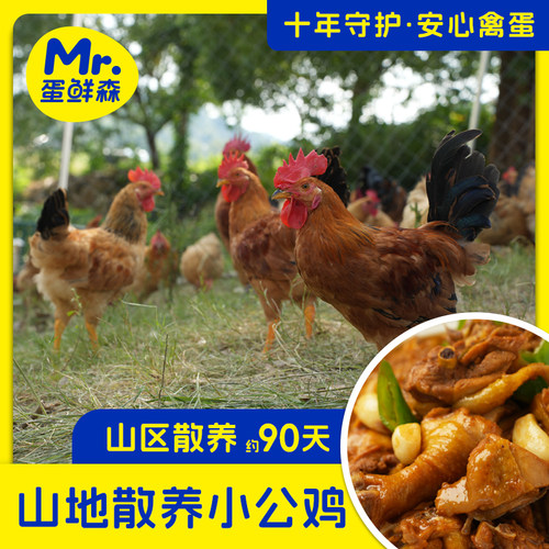 蛋鲜森山地散养仔公鸡走地鸡