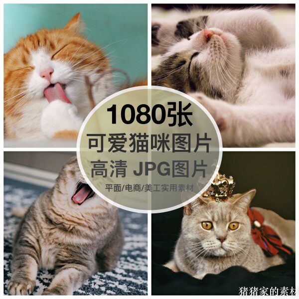 高清图库可爱萌宠物猫咪趣味喵星人图片素材自媒体抖音图文ps合成图片