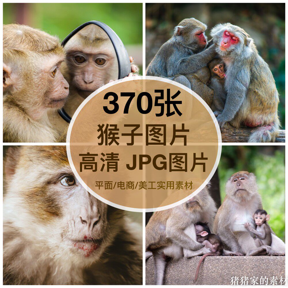 高清含竖图动物猴子图片猕猴猩猩装饰画芯打印喷绘画摄影素材图片