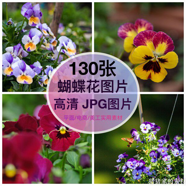高清图库 蝴蝶花图片多花卉花朵自媒体抖音图文手机绘画壁纸素材图片