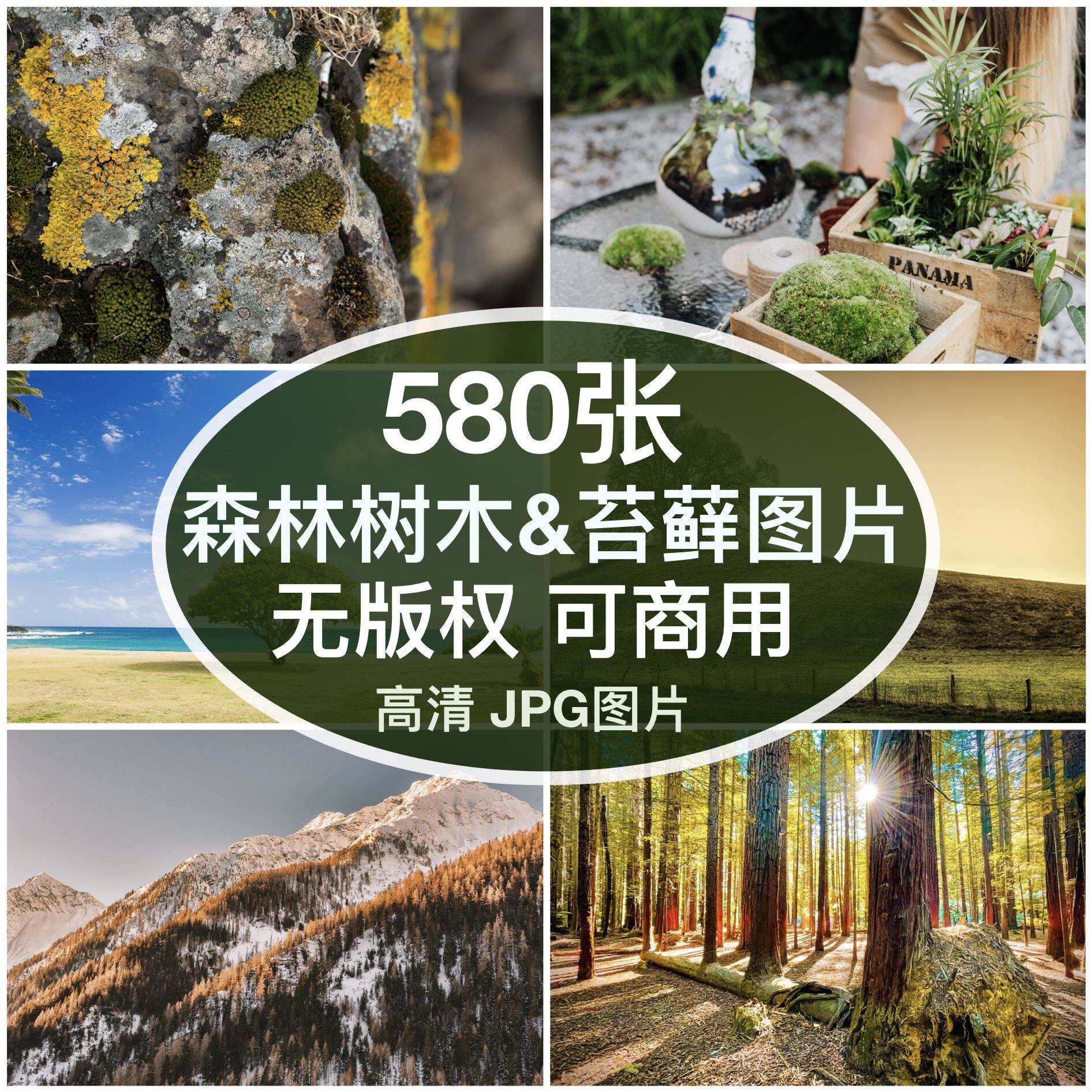 可商用︳高清森林树木苔藓图片自媒体配图绘画打印背景无版权图片