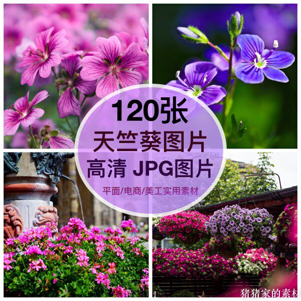 高清图库 天竺葵图片盆栽窗台花朵自媒体抖音PS设计手机壁纸素材图片