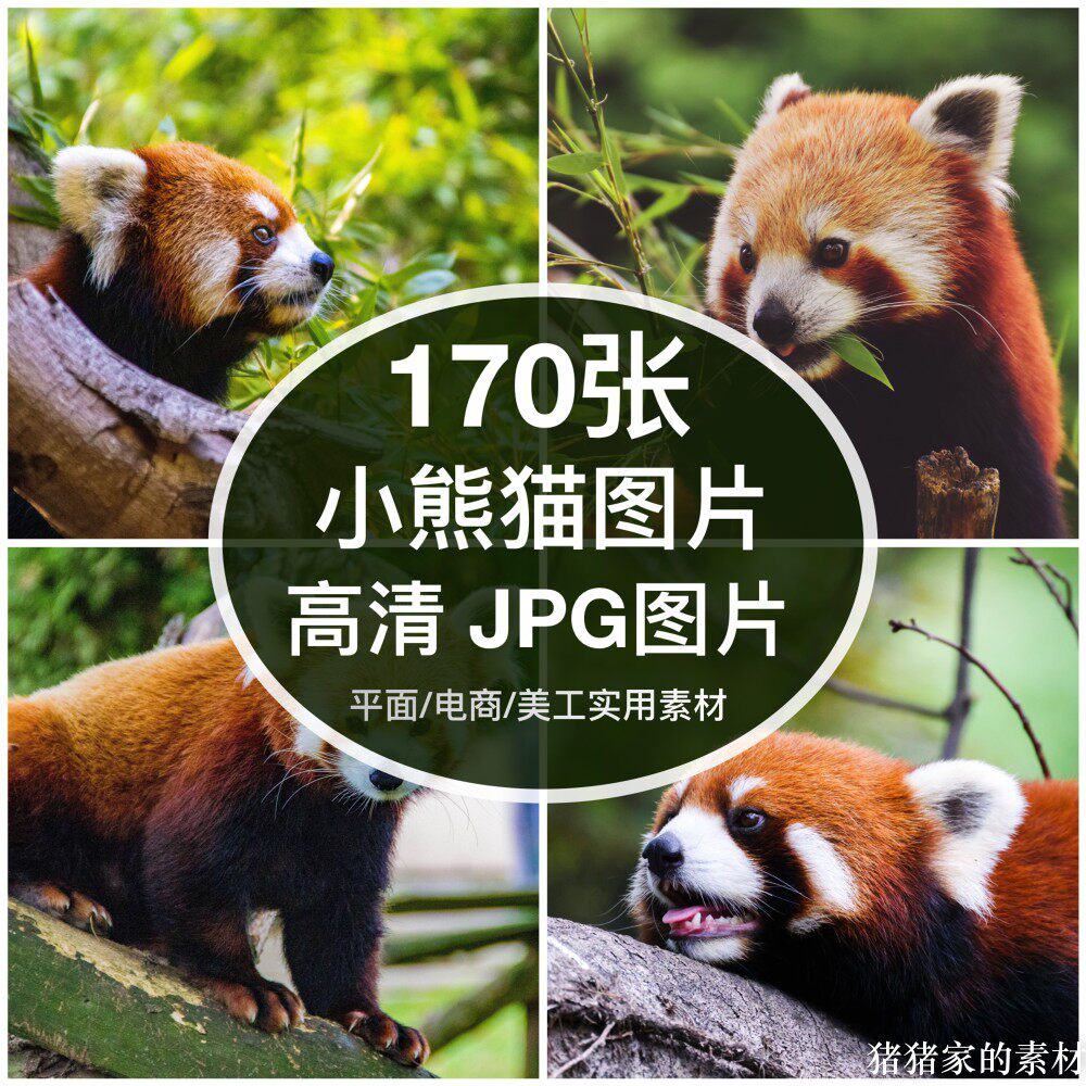 高清含竖图动物小熊猫图片装饰画芯打印喷绘绘画手机摄影壁纸素材