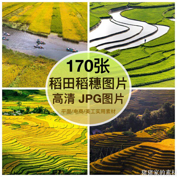 高清稻田梯田稻穗图片素材插秧苗自媒体抖音ps设计绘画摄影壁纸图片