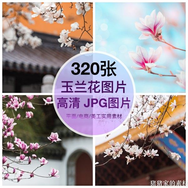 高清图库玉兰花图片素材唯美花卉花朵自媒体抖音图文手机摄影壁纸