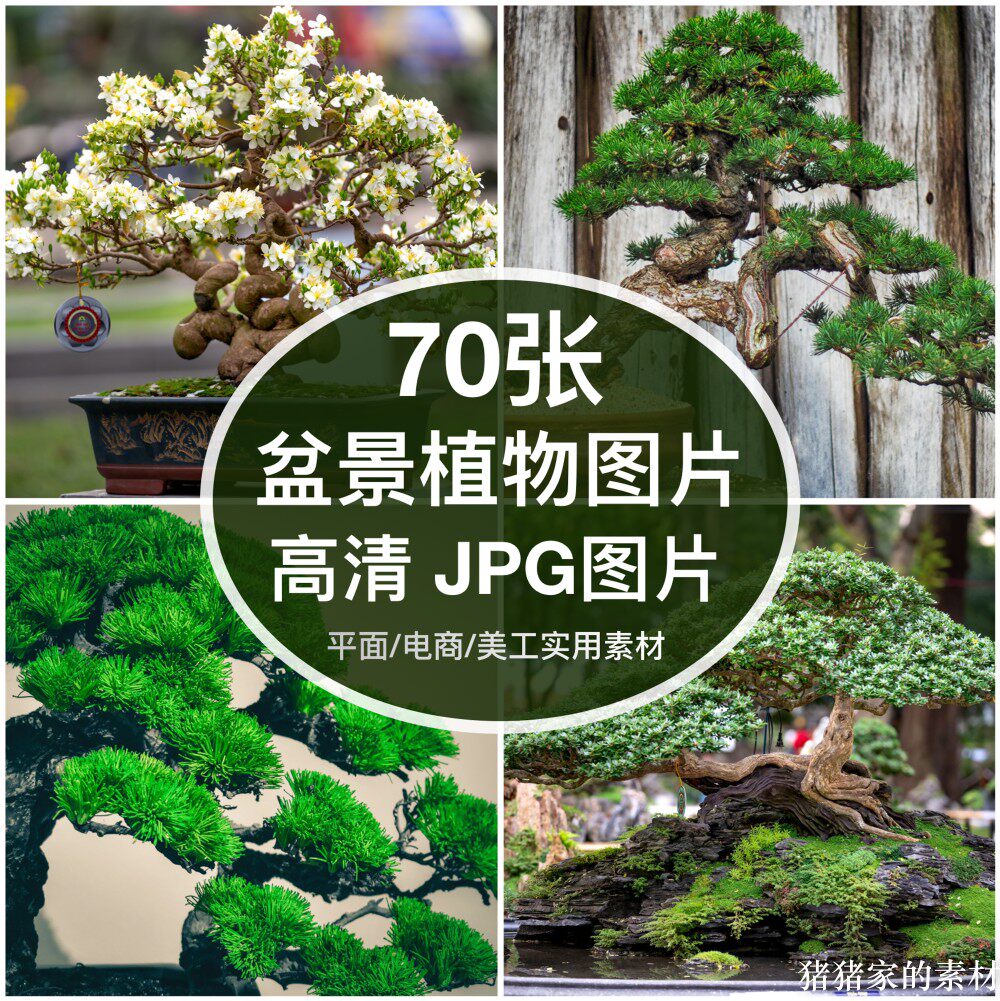 高清图库盆景植物图片迎客松树罗汉松摆件自媒体抖音装饰壁纸素材图片