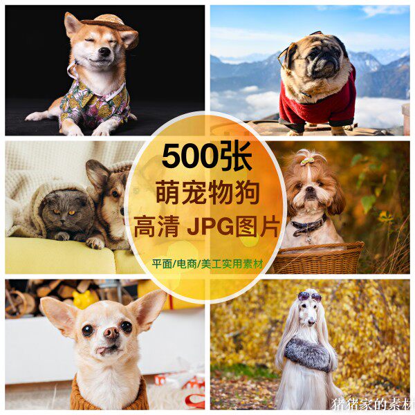 高清图库 萌宠物狗图片素材金毛泰迪柴犬绘画手机壁纸ps海报宣传图片