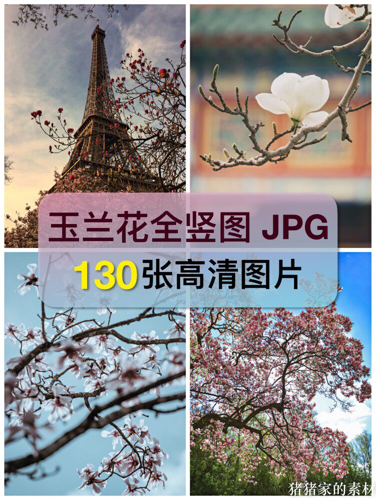 高清全竖图玉兰花图片素材唯美花卉花朵抖音图文手机绘画摄影壁纸图片