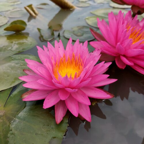 睡莲丝绸耐寒盆水缸庭院水池塘阳台庭院别墅水生植物