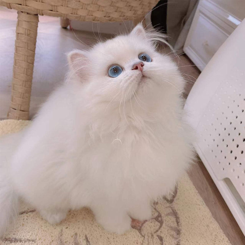 银点猫金点宠物猫咪活体幼崽纯种赛级血统白色蓝眼长毛猫上海猫舍