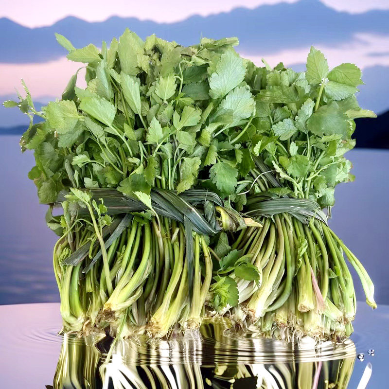 贵州特产野芹菜新鲜水芹菜新鲜蔬菜野菜农家现摘现发坏件包赔包邮