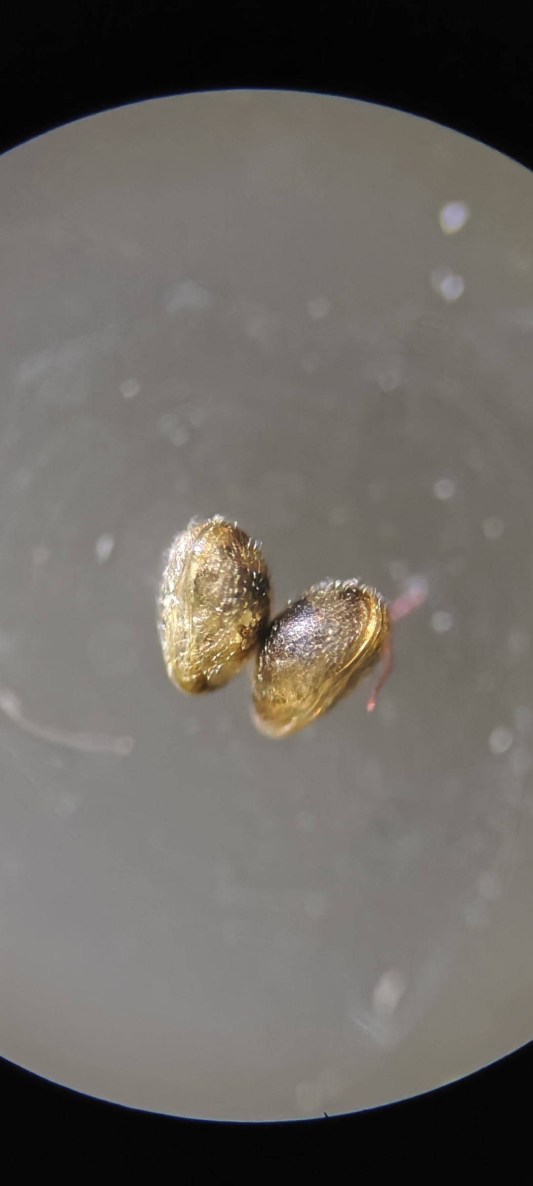 贝蚤,活体,教学实验观赏底部残渣分解生态瓶,初中生物