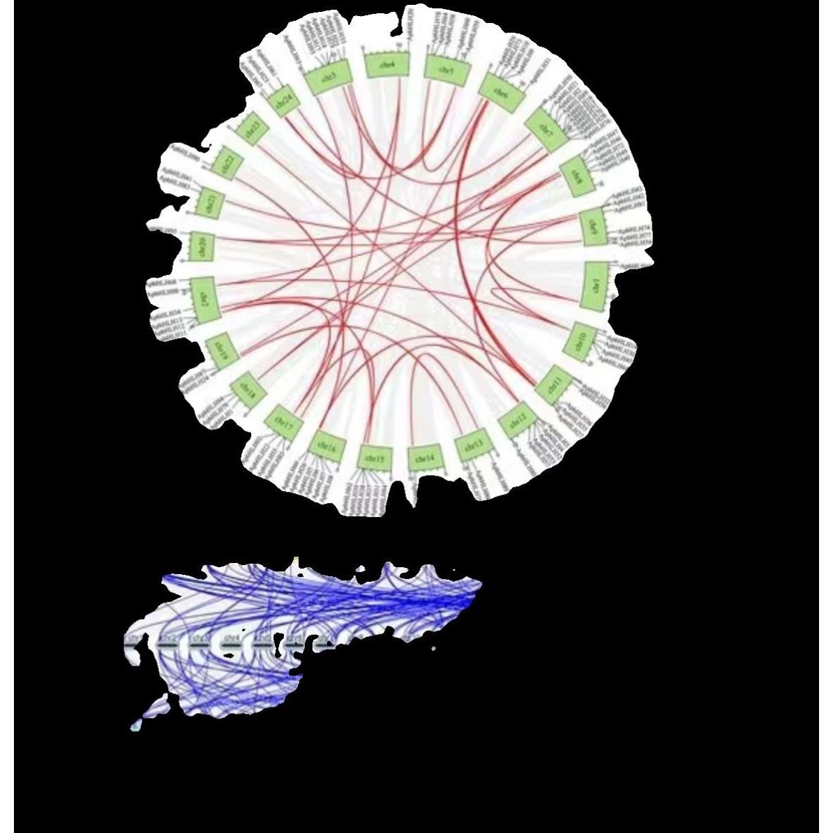 基因家族全套分析 物种内共线性分析 物种间共线性分析 基因染色