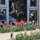 郁金香洋水仙专用盆角堇风信子矮千牛花草盆长方盆长槽种草花