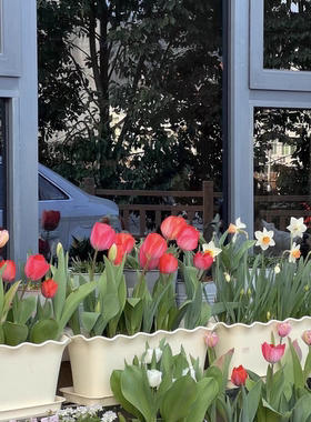 郁金香洋水仙专用盆角堇风信子矮千牛花草盆长方盆长槽种草花