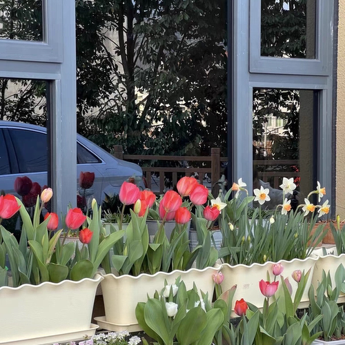 树脂角堇洋水仙长方形郁金香