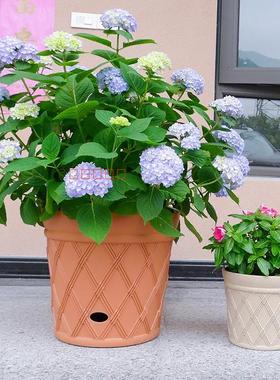 38包邮诚信花盆加厚竹编风格自动浇灌吸水花盆懒人盆自浇水树脂盆