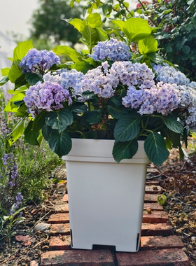 月季绣球大型植物7加仑青山盆大方盆花盆正方形控根盆透气不烂根