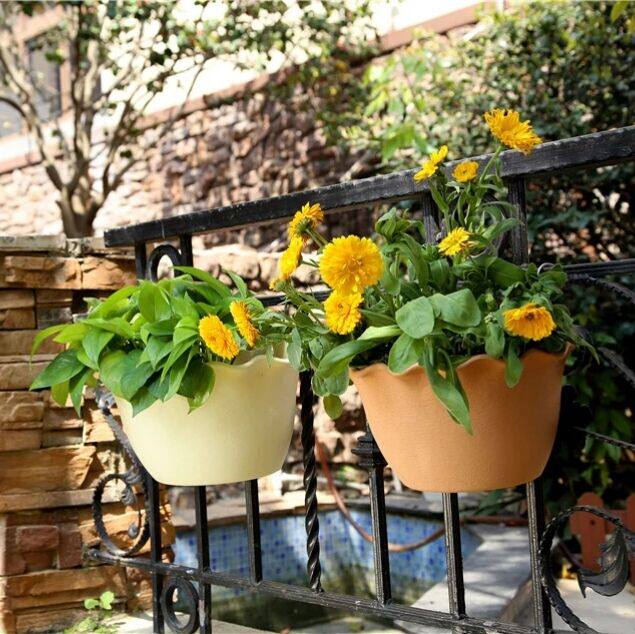 包邮送诚信风格波浪边矮牵牛绿萝