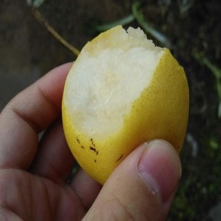 2025蓟州特产蓟县农家老树细皮小酸梨安梨新鲜酸梨水果酸甜多汁