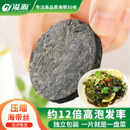 溢源压缩海带丝凉拌专用霞浦烘干海带丝干货下饭菜新鲜圆饼小包装