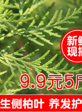 侧柏叶包邮野生5斤中药材侧伯扁柏叶新鲜侧柏叶