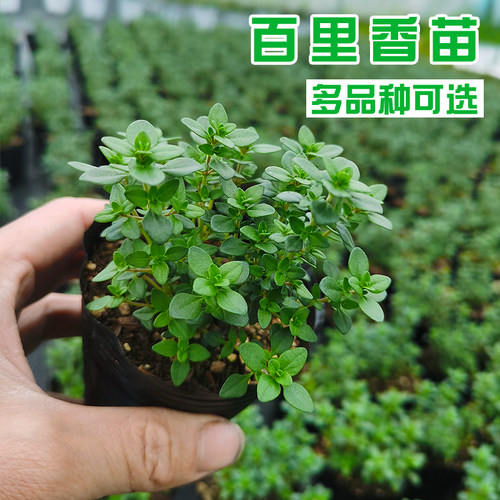 绿叶柠檬百里香盆栽小苗可食用香草西餐煎烤牛排香料金边百里香苗