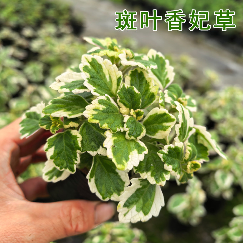 斑叶香妃草室内阳台绿植盆栽图片