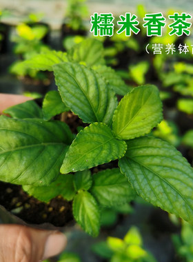 云南糯米香茶绿植盆栽