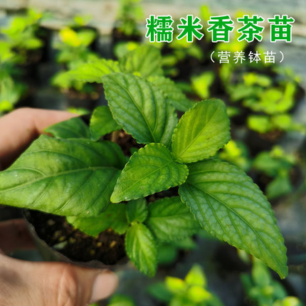 云南糯米香茶树苗食用香草室内绿植盆栽浓香型糯米香茶苗叶子泡茶