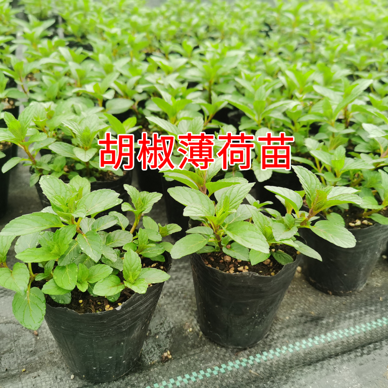 草莓苗四季盆栽食用绿植