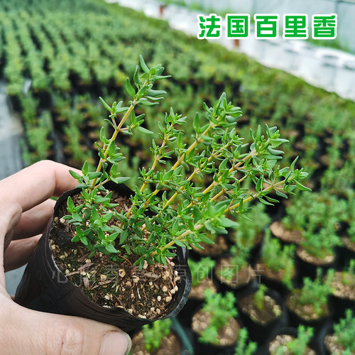 法国麝香百里香盆栽苗可食用香草西餐原生百里香烧烤泡茶芳香植物