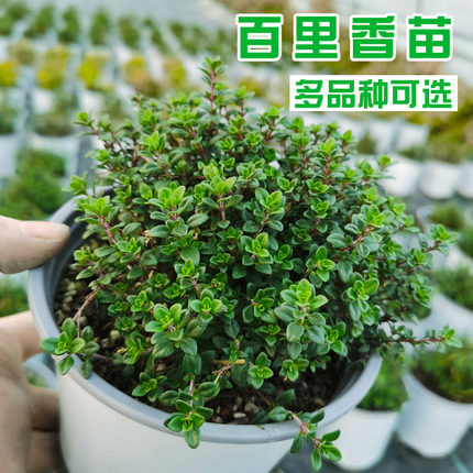 柠檬金边法国百里香盆栽可食用新鲜绿植百里香苗西餐香料阳台做菜