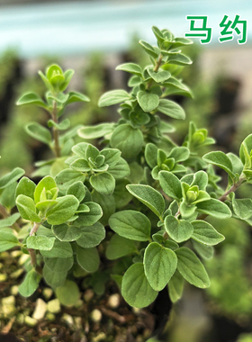 马郁兰 马约兰苗 披萨草 芳香植物香草苗花卉盆栽 香草料理